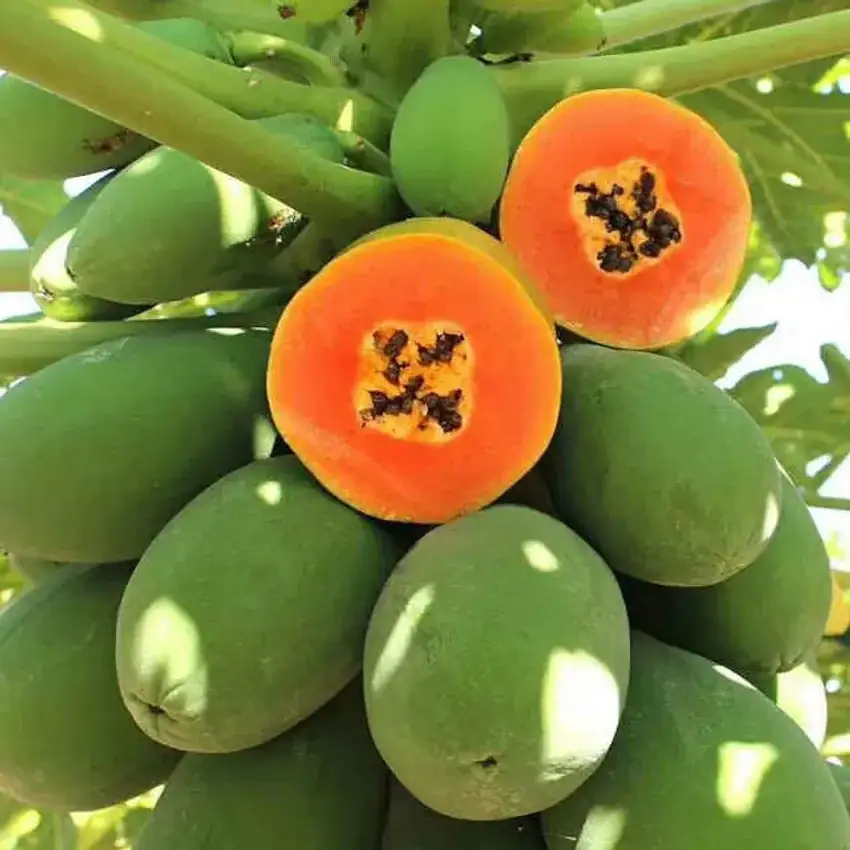 Papaya Taiwan Red Lady Plant